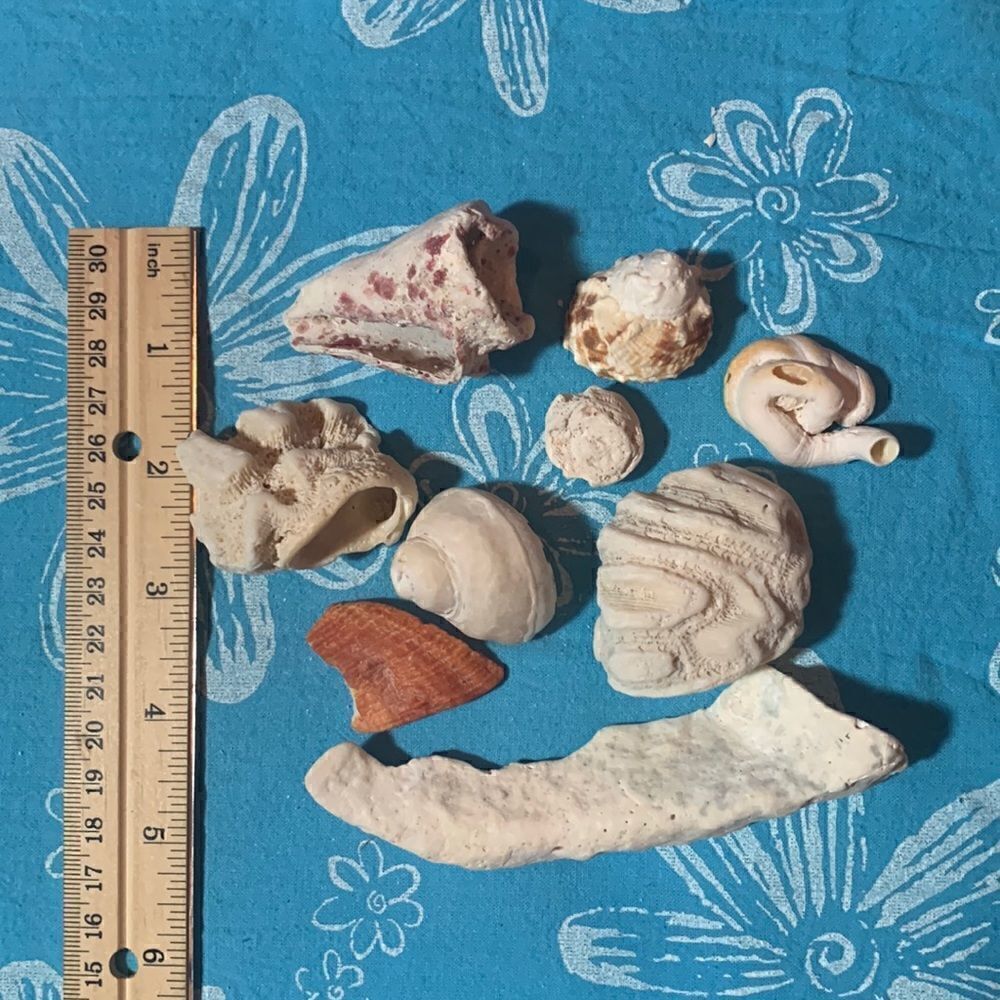Bundle of Small Sea Shells From Bahamas - Picture 2 of 11